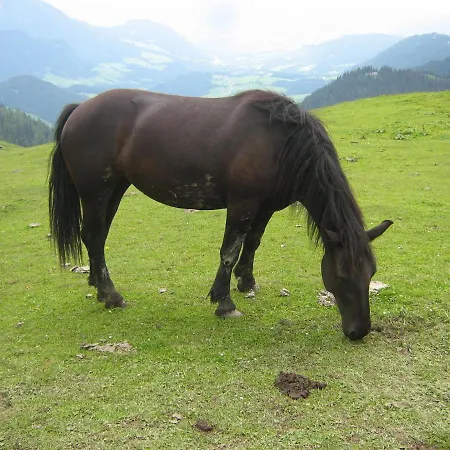 Kachelofenwohnung Poelzleitner Apartmán *
