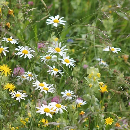 Daire Kachelofenwohnung Poelzleitner *