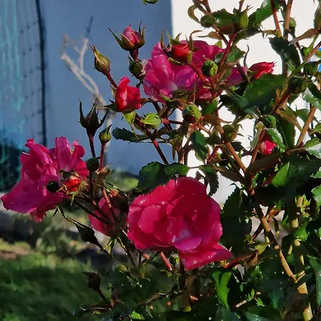 Kachelofenwohnung Poelzleitner *