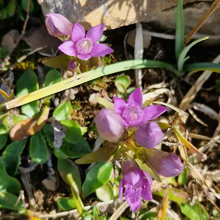 Kachelofenwohnung Poelzleitner Apartmán *