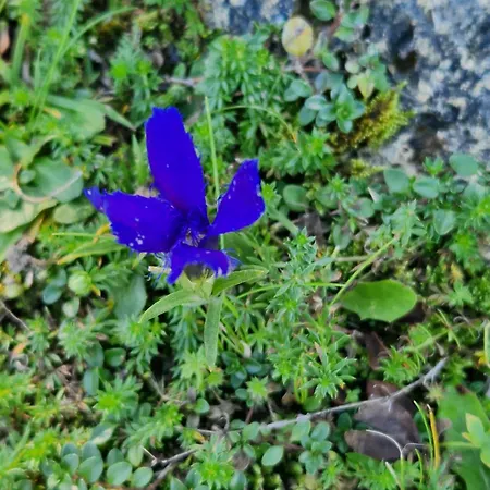 Apartmán Kachelofenwohnung Poelzleitner