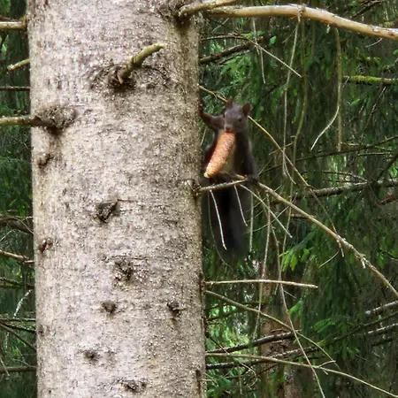 Kachelofenwohnung Poelzleitner Daire *