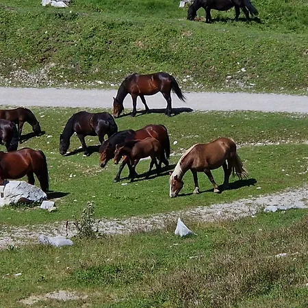 Daire Kachelofenwohnung Poelzleitner Annaberg im Lammertal