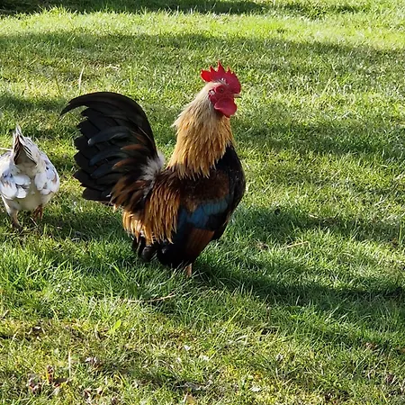 Daire Kachelofenwohnung Poelzleitner